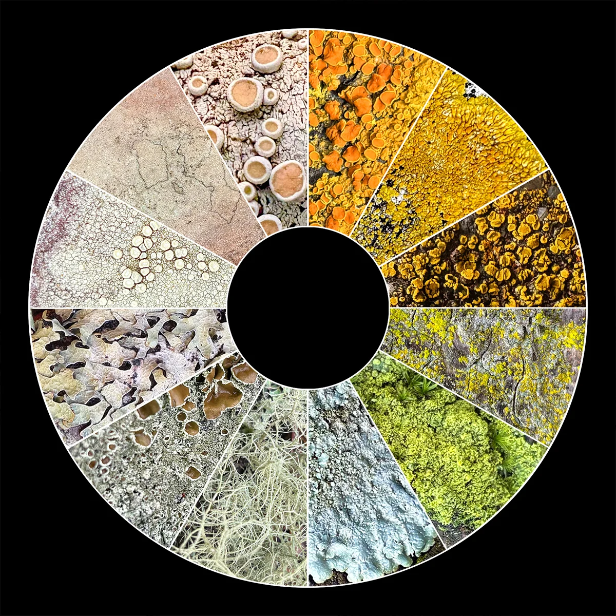 Symbiotic Resiliency and the Biological Complexity of Global Lichen Populations as Keystone Organisms in Diverse Ecosystems