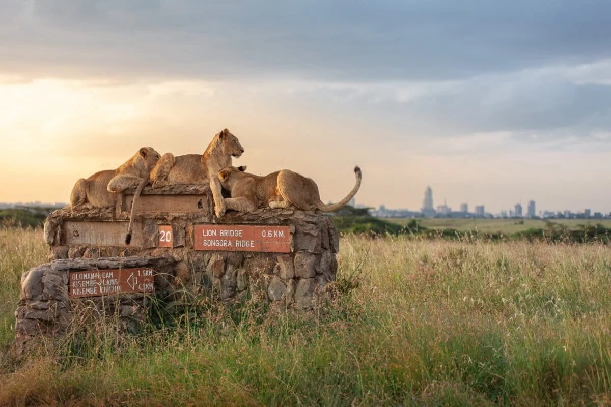 Tensions Escalate Over Nairobi National Park Construction as Activists Accuse Kenya Wildlife Service of Intimidation During Court-Ordered Site Visit