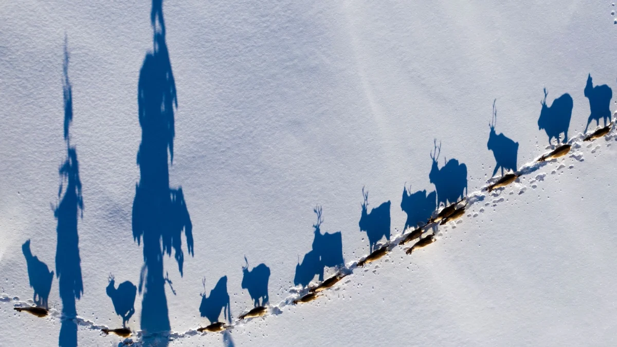 Bridging the Gap: Why Indigenous Governance Is the Missing Link in Global Climate Resilience