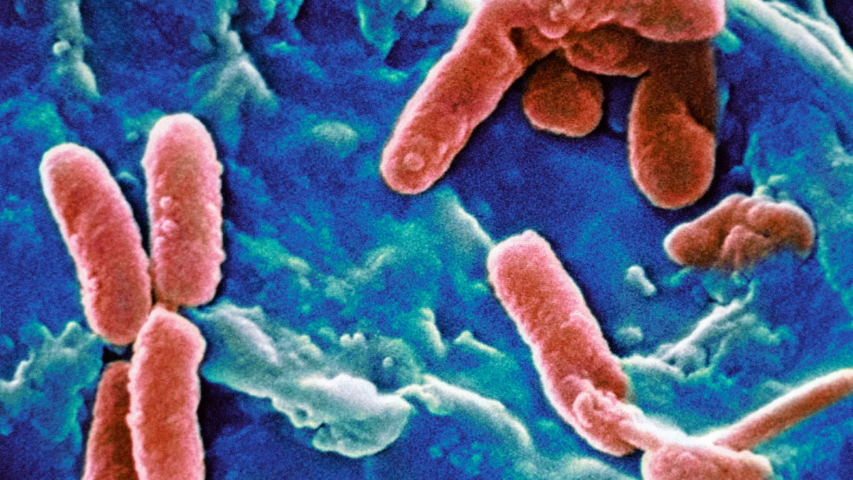 Burning Up: How Climate Change is Transforming Human Health, the Environment, and the Risks of Infectious Disease