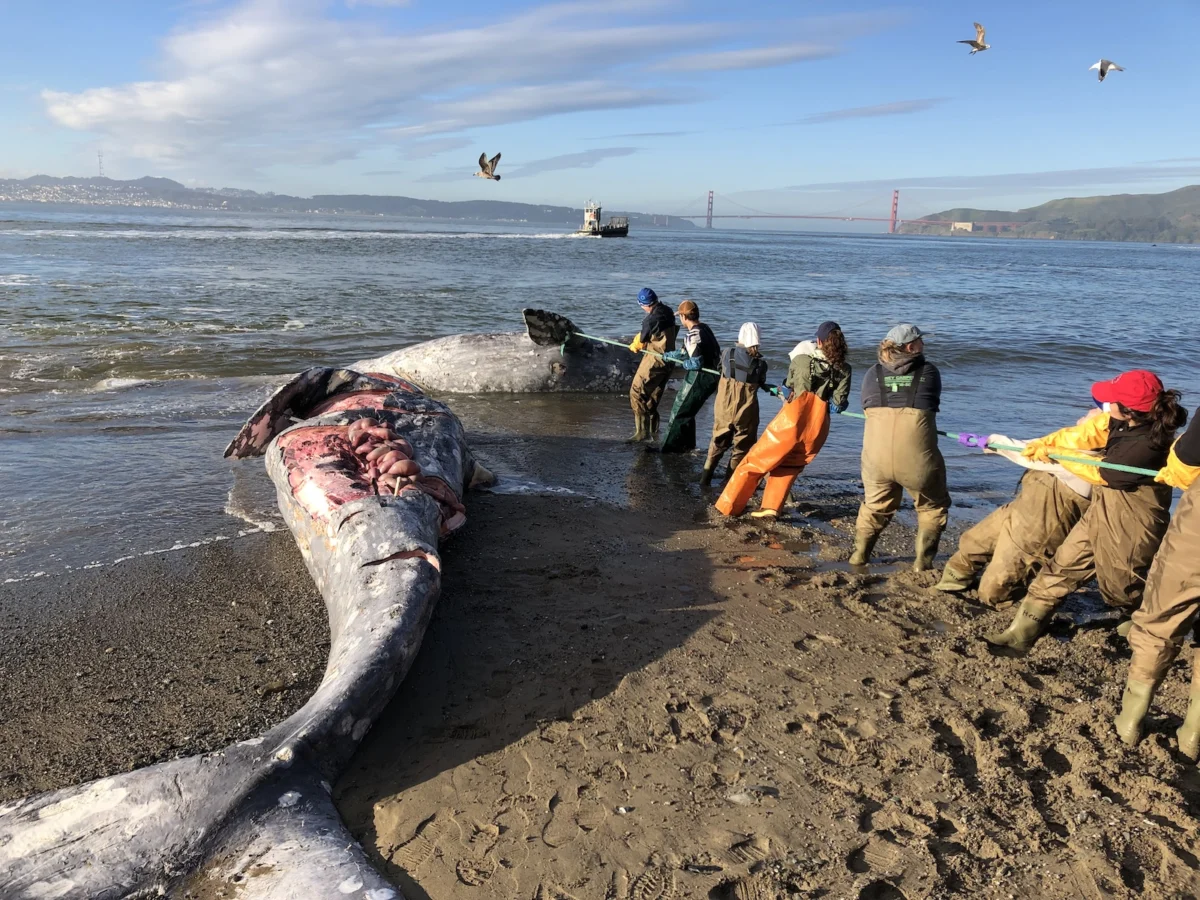 Crisis in the Pacific: Scientists and Conservationists Clash with Federal Policy as U.S. West Coast Gray Whale Populations Plummet