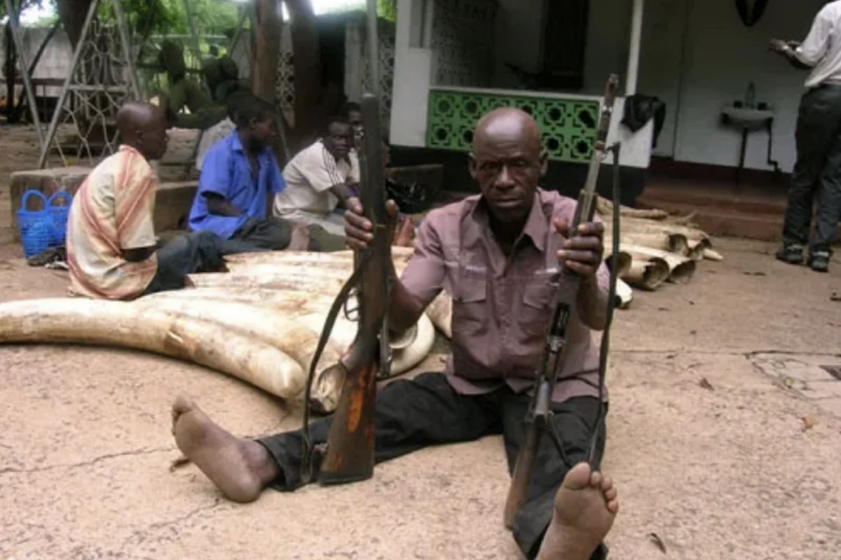 “How did you come to be here?” Study digs into origins of Zambian wildlife crime