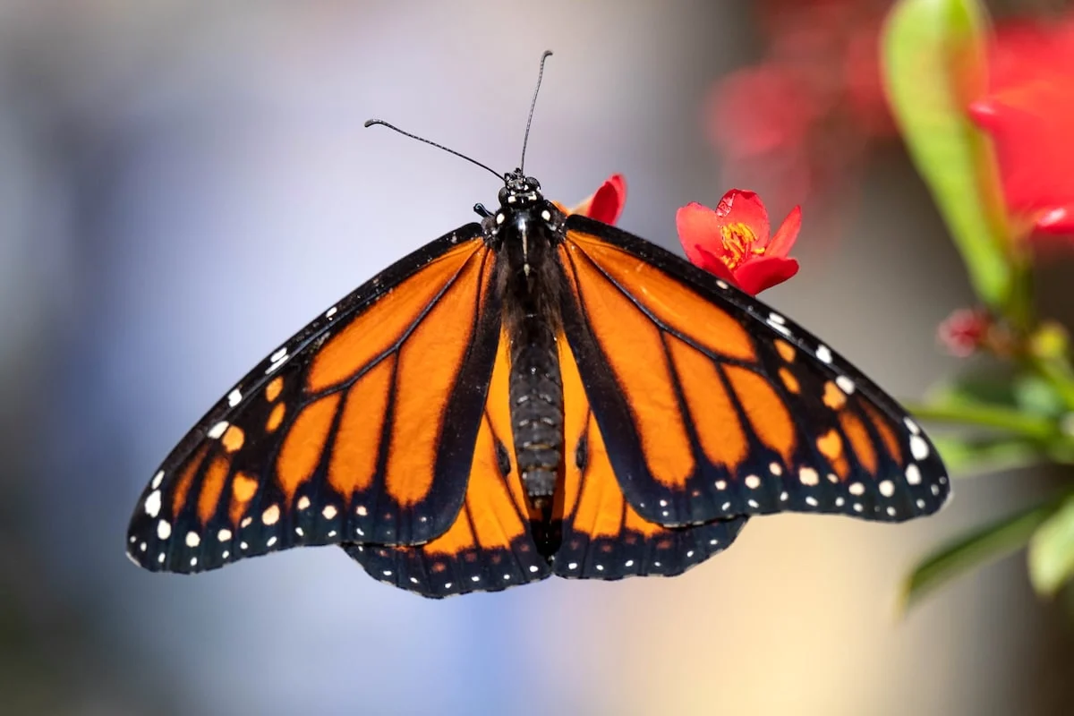 Pesticide Poisoning Confirmed as Culprit Behind Devastating 2024 Mass Die-Off of Western Monarch Butterflies