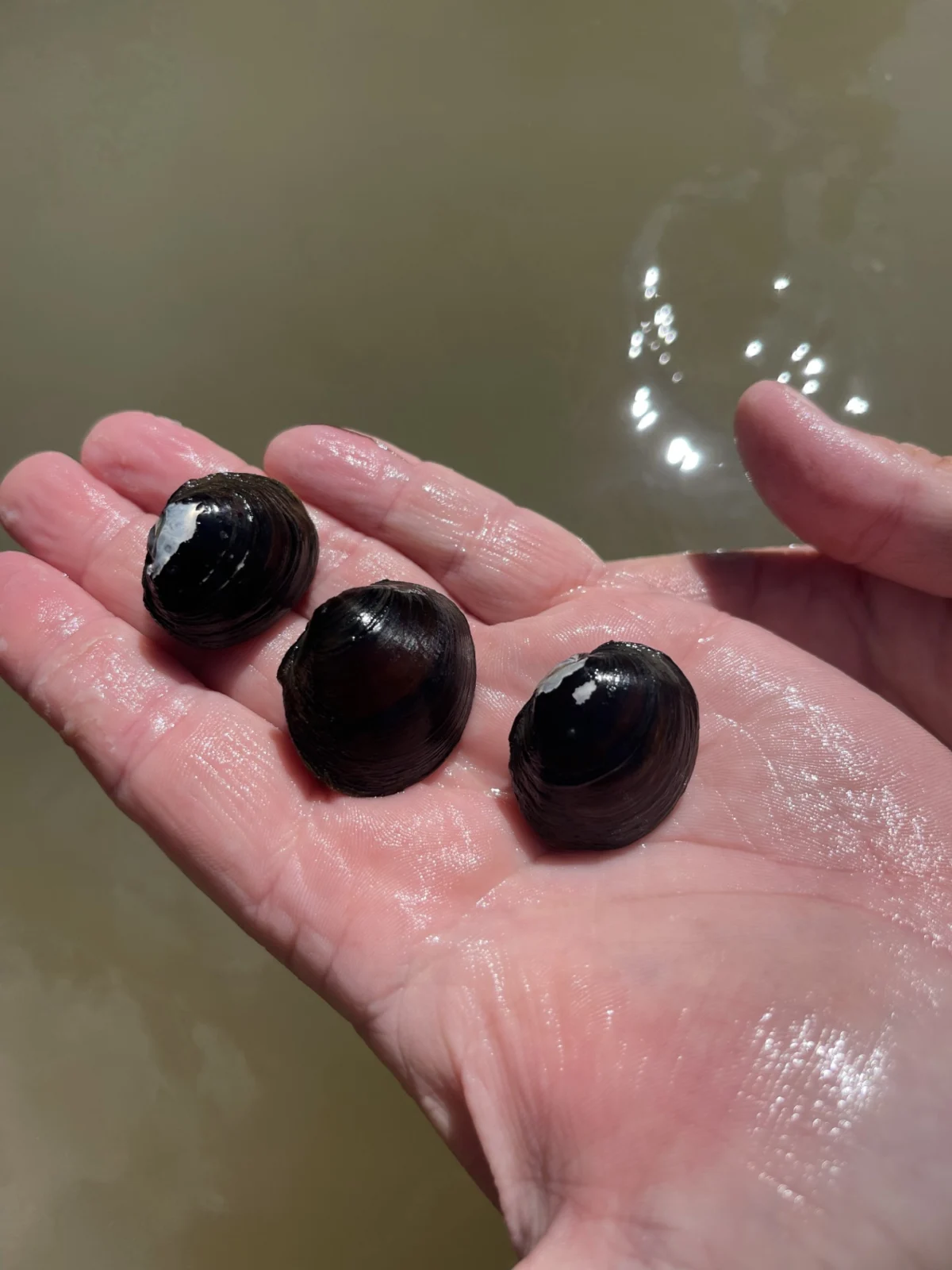 Five new mussel species reveal how much biodiversity US rivers still conceal