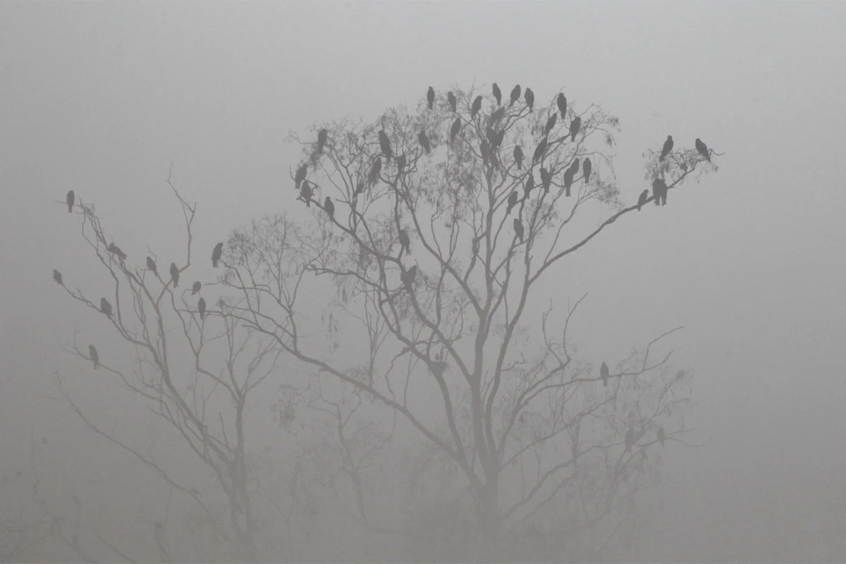 In Pakistan’s Punjab, Toxic Air Threatens Wildlife Amid a Monitoring Blind Spot