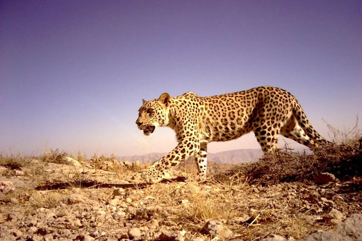 Surviving the Shadows of War: The Extraordinary Odyssey of Aren the Three-Legged Persian Leopard in the Caucasus